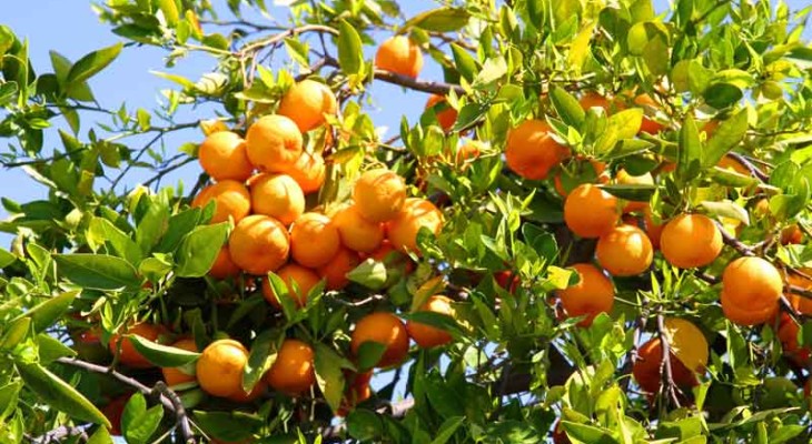 হলুদ জাতের মিষ্টি মাল্টা ও রসালো কমলা চাষ